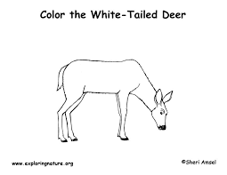 Top 91 deer coloring pages free coloring page. Deer White Tailed Coloring Page