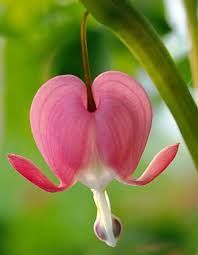 Single Bleeding Heart Bleeding Heart Flower Bleeding Heart Beautiful Flowers Garden