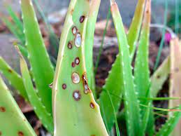 Perfecto para una valla de madera o un tocón viejo en algún lugar de su propiedad. Hongos En Suculentas Y Cactus