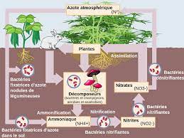 Nitrogen ini menjadi unsur yang tak reaktif (sulit bereaksi dengan unsur yang lainnya) sehingga pada pemakaian nitrogen terhadap makhluk hidup dibutuhkan berbagai. Siklus Nitrogen Wikipedia Bahasa Indonesia Ensiklopedia Bebas
