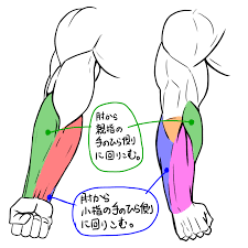 ポイントは筋肉の塊』イラストで見る！マッチョな腕の筋肉の描き方！ – 筋肉のイラスト制作のことなら【筋肉イラスト製作所】