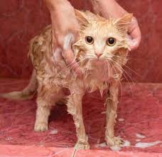 The major one is that bleach is a caustic chemical and using it on bare skin can lead to scarring. Ringworm In Cats Pet Companion Magazine