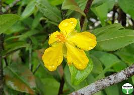 Image result for Ochna kirkii