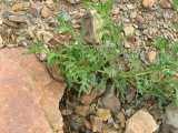 Image result for Senecio consanguineus
