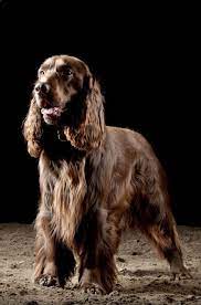 Beautiful Golden Brown English Cocker Spaniel Spaniel Breeds Field Spaniel Blue Roan Cocker Spaniel