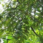Image result for Pseudospondias microcarpa