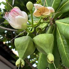 Image result for Barringtonia asiatica