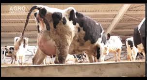 Brinquedo gato grumpy cat sardinhas catnip. Vacile De RasÄ Holstein Youtube