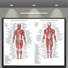 Along it are easily palpable spinous processes by palpation of the cervical vii and all lying. Human Body Muscle Anatomy System Poster Anatomical Chart Educational Poster For Sale Online