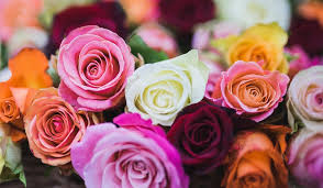 Nous vous souhaitons une bonne fête des mères et beaucoup de bonheur en famille ‍. 5 Fleurs A Offrir Pour La Fete Des Meres So Busy Girls