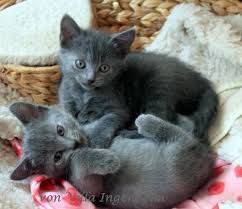 Chartreux Kartauser Kitten Katzenbabys Katzen Katzen Spiele