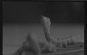 Dwight Core Collection — ALCF