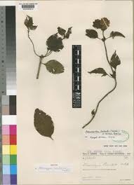 Image result for Anisosepalum alboviolaceum