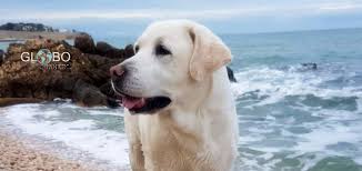 Is soft zucchini ok to eat? Can Dogs Eat Zucchini Effects And Risks