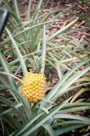 Do pineapples ripen after they are picked? When Is A Pineapple Ready To Pick Top Tips
