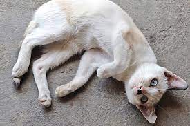 A cat with stomach cancer rarely shows symptoms and therefore, its some of the signs of this cancer are also symptoms of common stomach disorders. Stomach And Intestinal Cancer In Cats Symptoms Causes Diagnosis Treatment Recovery Management Cost