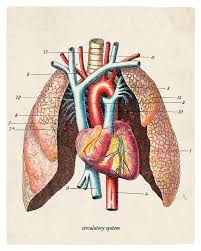 The Anatomy Lung Diagram Home Kitchen Nursery Bath Office Etsy Book Art Giclee Art Print Antique Illustration