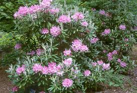 Image result for Rhododendron