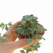 Image result for Kedrostis capensis