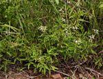 Image result for Ocimum filamentosum