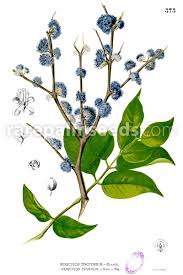 Image result for Memecylon sp. D