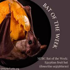 Image result for Mostuea batesii