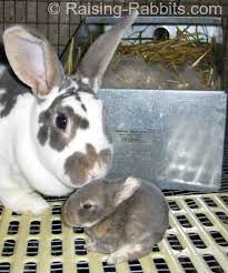 Care Of Baby Rabbits Taking Care Of Rabbits To Age 2 Weeks Rabbit Breeds Rabbit Care Bunny Cages