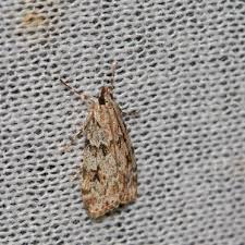 Image result for Scoparia subfusca
