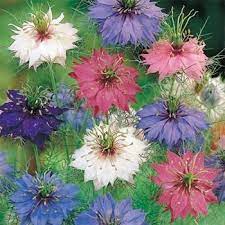 Nigella Seeds Love In A Mist Flower Seed Mix Nigella Earns Its Common Name Of Love In A Mist With A Tangle Of Flower Seeds Annual Flowers Beautiful Flowers