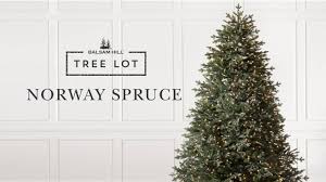 They trail outward, coated with dense, lush needles. Norway Spruce Tree Lot Youtube