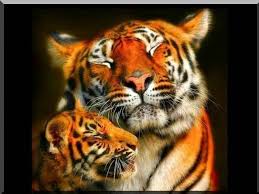 Black And White Baby Tiger Pictures Pin On Wildlife Cats Of The Wild