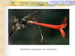 Image result for Polemoniaceae