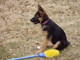4 Month Old German Shepherd Puppy Behavior German Shepherd Puppies Shepherd Puppies 4 Month Olds