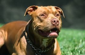 Check spelling or type a new query. Û±Û° ØªØ§ Ø§Ø² Ø®Ø·Ø±Ù†Ø§Ú© ØªØ±ÛŒÙ† Ù†Ú˜Ø§Ø¯ Ø³Ú¯ Ø¯Ø± Ø¯Ù†ÛŒØ§ Ø¨Ù‡ Ù‡Ù…Ø±Ø§Ù‡ Ø¨Ø±Ø±Ø±Ø³ÛŒ Ù‚ÛŒÙ…Øª Happypet