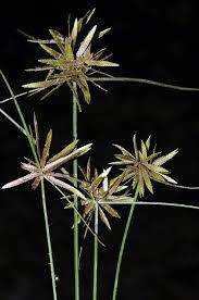 Image result for Pycreus flavidus