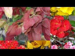 406 Best 11 Permanent No Maintenance Flowering Plants For Beginners Youtube In 2020 Planting Flowers Plants Garden Art