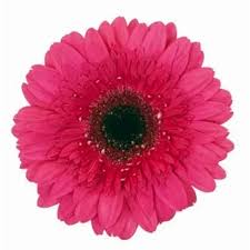 Image result for Faroa