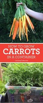 Planting Carrots In Containers With Homemade Potting Soil Recipe How To Plant Carrots Container Gardening Vegetables Potting Soil
