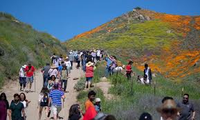 Image result for crowd california flower bloom