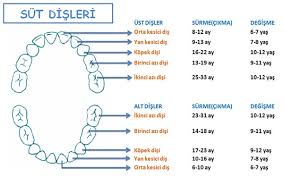 Sut Dislerinin Cikma Ve Dusme Zamanlari