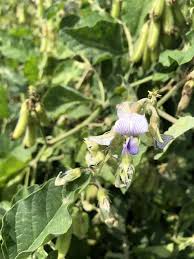 Image result for Crotalaria verrucosa