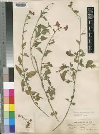 Image result for Hibiscus migeodii