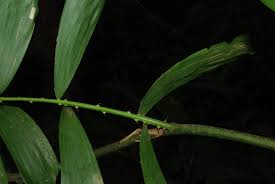 Image result for Eremospatha haullevilleana