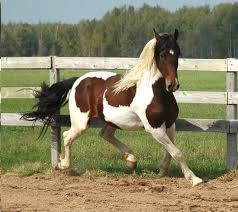 We did not find results for: Pinto Horse Facts With Pictures Horsebreedspictures Com