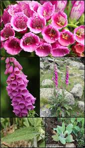 Image result for Scrophulariaceae