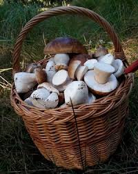 Das angebot ist reichhaltig, aber nicht jede pilzart hat zur gleichen zeit pilzsaison. Steinpilze Finden Die Lebensraeume Der Pilzarten Entdecken