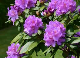 Rhododendron Plantation Taille Et Conseils D Entretien