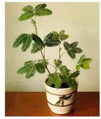 Bird Of Paradise Plant Leaves Curling Up Sensitive Plant Mimosa Pudica Plants House Plants Cool Plants