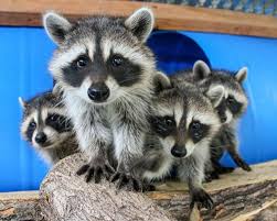 Do Raccoons Eat Cats Baby Raccoon Raccoons Eat Cute Baby Animals