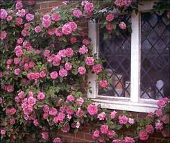 Zephirine Drouhin Rose Buy This Nearly Thornless Climbing Rose Climbing Roses Thornless Climbing Roses Zephirine Drouhin Rose
